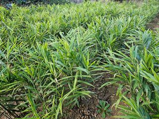 박주흥님의 기타작물 · 영농일지 작성글 사진