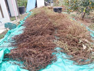 철남 김희곤님의 콩 · 영농일지 작성글 사진