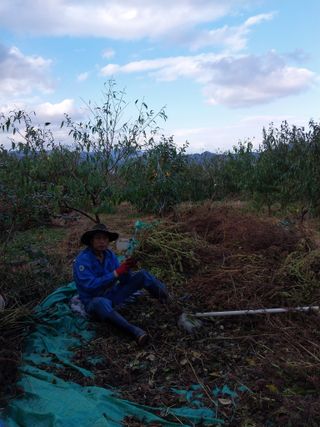 철남 김희곤님의 콩 · 영농일지 작성글 사진