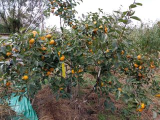 철남 김희곤님의 콩 · 영농일지 작성글 사진