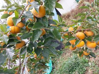 철남 김희곤님의 콩 · 영농일지 작성글 사진