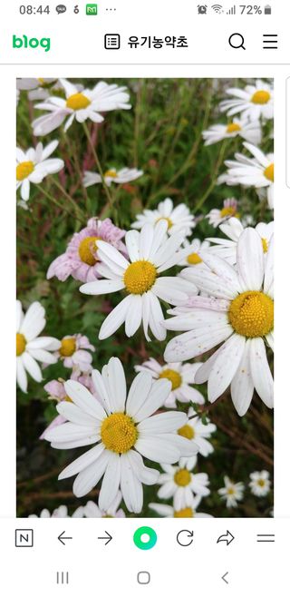 초록나무님의 [팜춘문예] 짧은 시 쓰기 · 참여글 작성글 사진