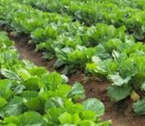 팜모닝 [팜춘문예] 짧은 시 쓰기·참여글 게시글 이미지