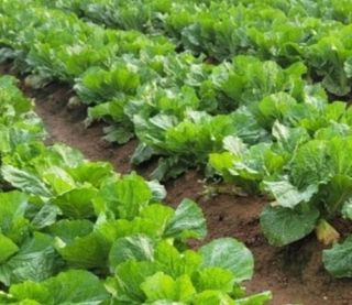 초록나무님의 [팜춘문예] 짧은 시 쓰기 · 참여글 작성글 사진