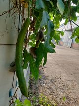 팜모닝 기타작물·자유게시판 게시글 이미지