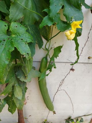 지금은 공돌이님의 기타작물 · 자유게시판 작성글 사진