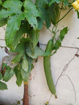 지금은 공돌이님의 기타작물 · 자유게시판 작성글 사진