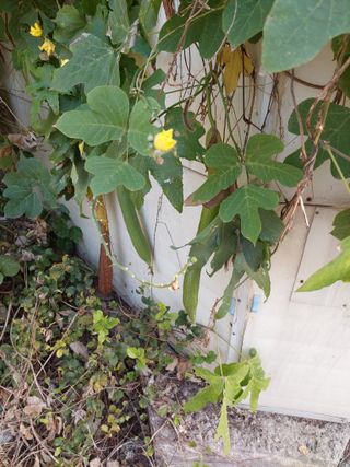 지금은 공돌이님의 기타작물 · 자유게시판 작성글 사진