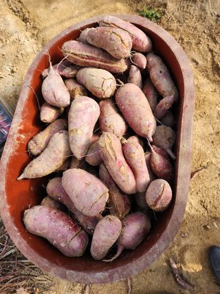 서울새내기님의 고구마 · 병해충상담 작성글 사진