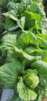 팜모닝 배추·일상 게시글 이미지