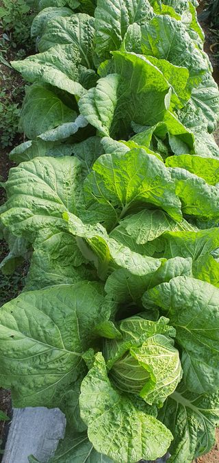 한밭농원님의 배추 · 일상 작성글 사진