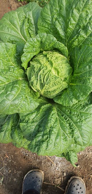 한밭농원님의 배추 · 일상 작성글 사진