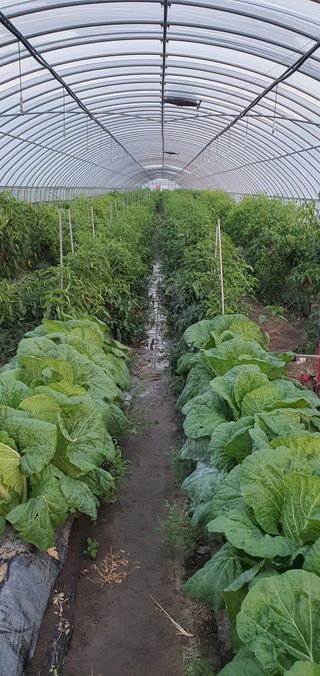 한밭농원님의 배추 · 일상 작성글 사진