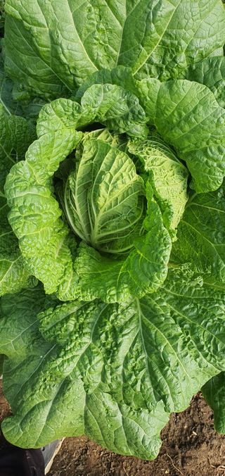 한밭농원님의 배추 · 일상 작성글 사진