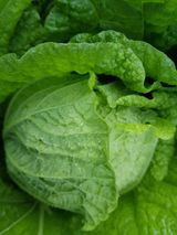 팜모닝 [팜춘문예] 짧은 시 쓰기·참여글 게시글 이미지