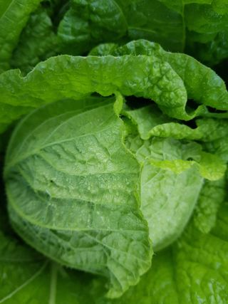 초록나무님의 [팜춘문예] 짧은 시 쓰기 · 참여글 작성글 사진