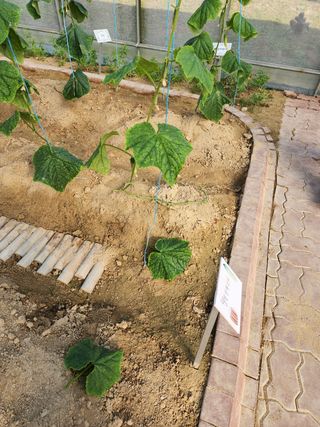 ㅅㅈㅇ님의 오이 · 영농일지 작성글 사진