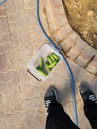 ㅅㅈㅇ님의 오이 · 영농일지 작성글 사진