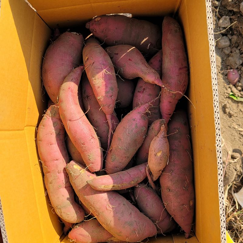 장터 상품 [꿀고구마10kg] 썸네일