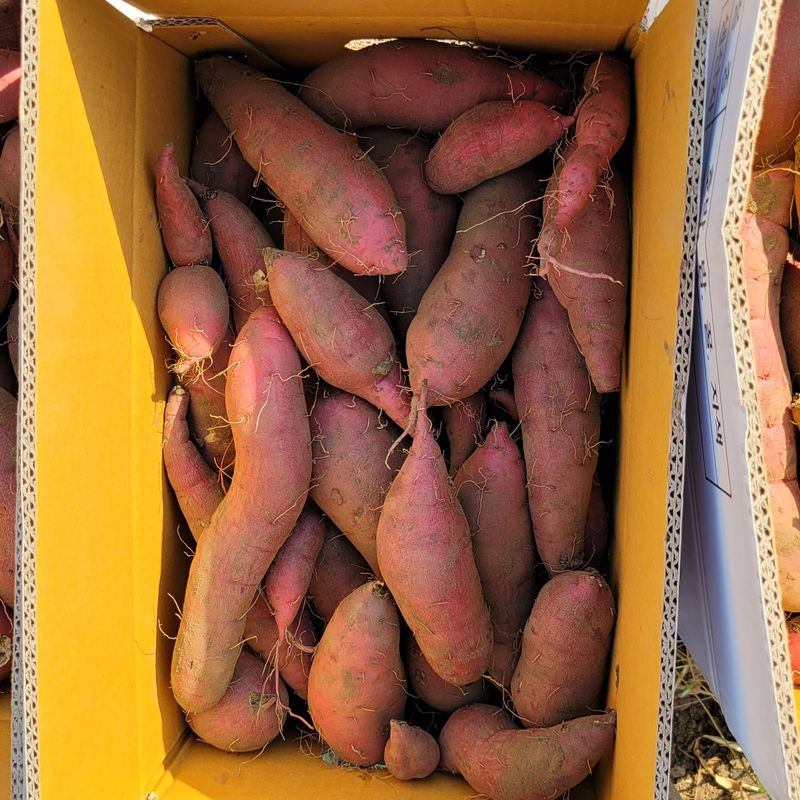 와룡산백곰님의 장터 판매 상품 [꿀고구마10kg] 첨부 사진