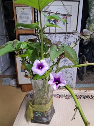 장은주님의 고구마 · 자유게시판 작성글 사진