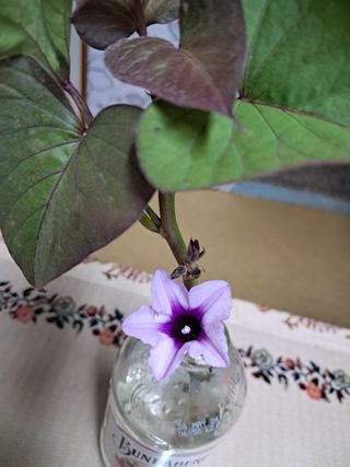 장은주님의 고구마 · 자유게시판 작성글 사진