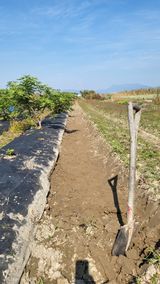 팜모닝 기타작물·영농일지 게시글 이미지