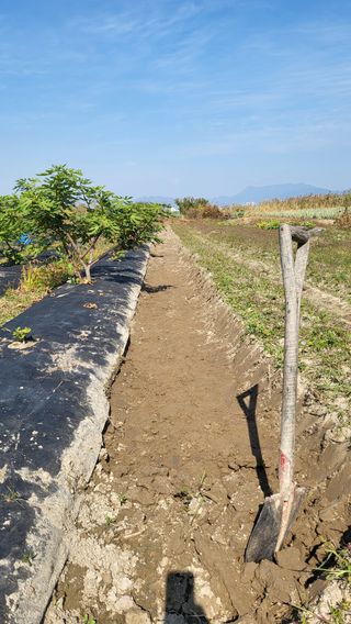 늘푸른 농장주님의 기타작물 · 영농일지 작성글 사진