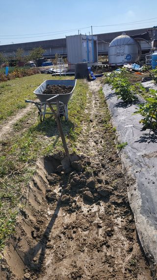 늘푸른 농장주님의 기타작물 · 영농일지 작성글 사진