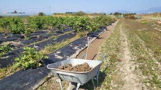 늘푸른 농장주님의 기타작물 · 영농일지 작성글 사진