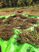 팜모닝 들깨·영농일지 게시글 이미지