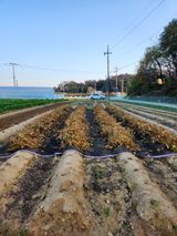 팜모닝 콩·영농일지 게시글 이미지