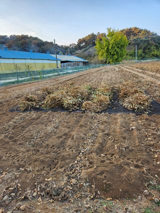 HYUN님의 콩 · 영농일지 작성글 사진