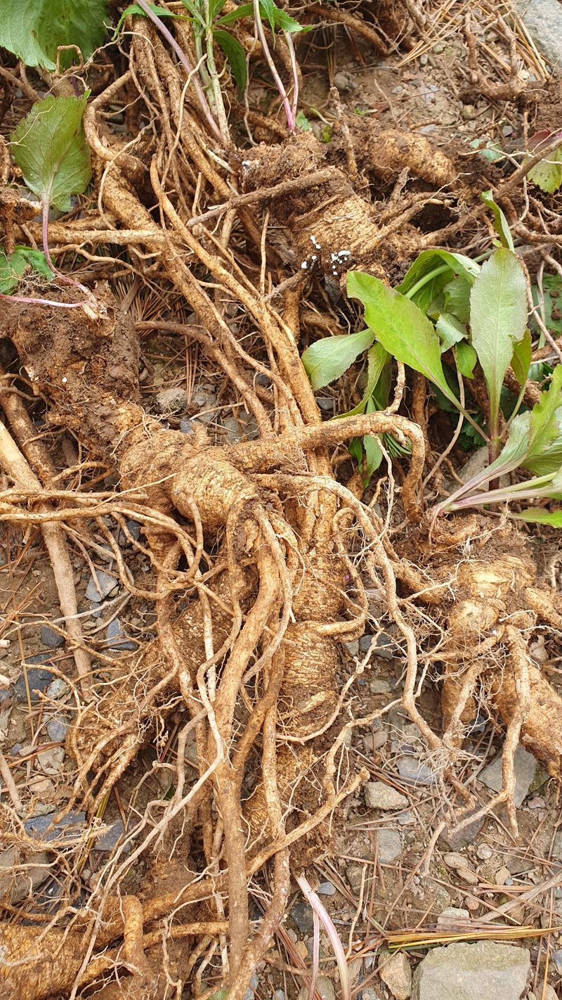 농산물에 진심구병안님의 장터 판매 상품 [야생잔대1kg] 첨부 사진