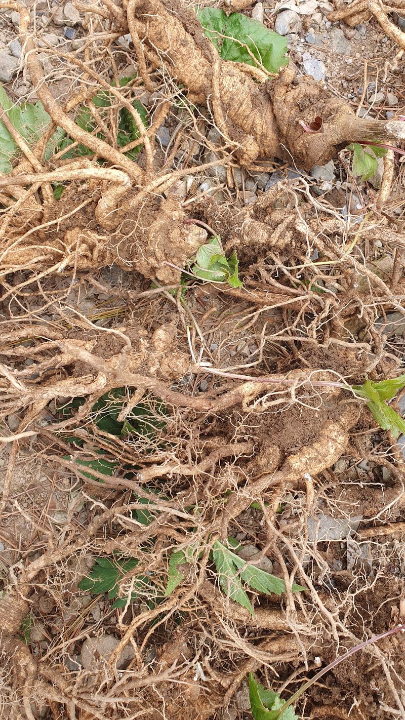 농산물에 진심구병안님의 장터 판매 상품 [야생잔대1kg] 첨부 사진