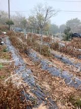 팜모닝 고추·일상 게시글 이미지