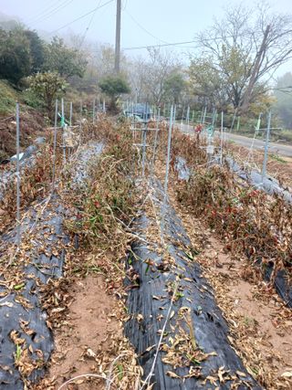 덕촌님의 고추 · 일상 작성글 사진