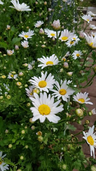 정강화님의 [팜춘문예] 짧은 시 쓰기 · 참여글 작성글 사진