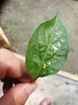 팜모닝 고추·병해충상담 게시글 이미지