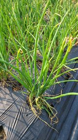 팜모닝 팜모닝 병해충 연구회·병해충 경험담 게시글 이미지