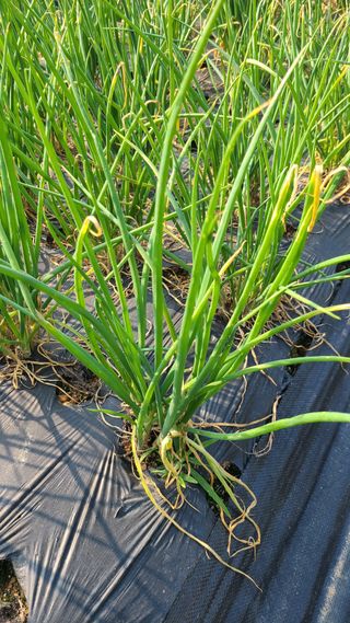 한강농원님의 팜모닝 병해충 연구회 · 병해충 경험담 작성글 사진