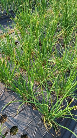 한강농원님의 팜모닝 병해충 연구회 · 병해충 경험담 작성글 사진