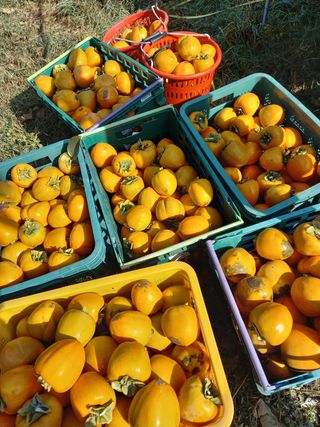 서선옥님의 감 · 영농일지 작성글 사진