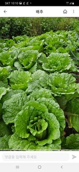 팜모닝 옥수수·영농일지 게시글 이미지