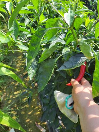 복숭아21611님의 고추 · 영농일지 작성글 사진