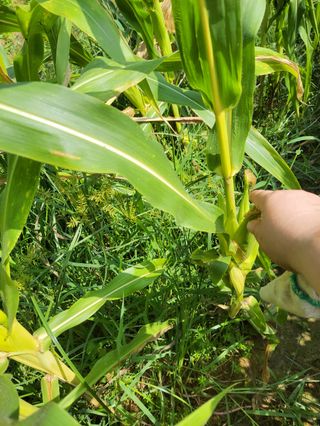 복숭아21611님의 옥수수 · 영농일지 작성글 사진