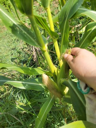 복숭아21611님의 옥수수 · 영농일지 작성글 사진