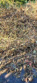 팜모닝 콩·자유게시판 게시글 이미지