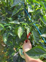 팜모닝 고추·영농일지 게시글 이미지