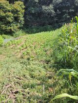 팜모닝 들깨·영농일지 게시글 이미지